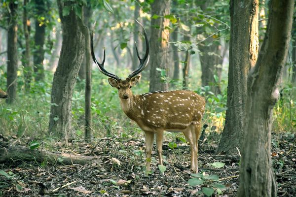 Fine Art Wildlife Stills by Light n Shade